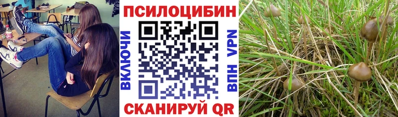 blacksprut зеркало  Михайловка  Галлюциногенные грибы Psilocybine cubensis 